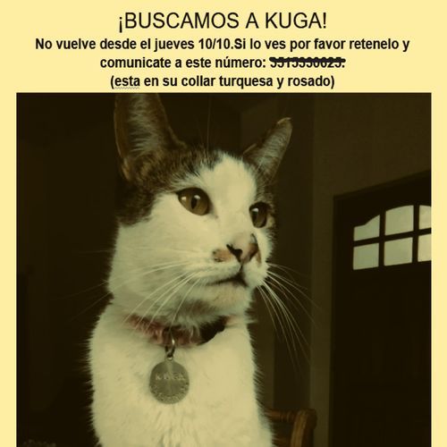 mi gatito UnU
