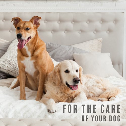 Animal Companion cover art