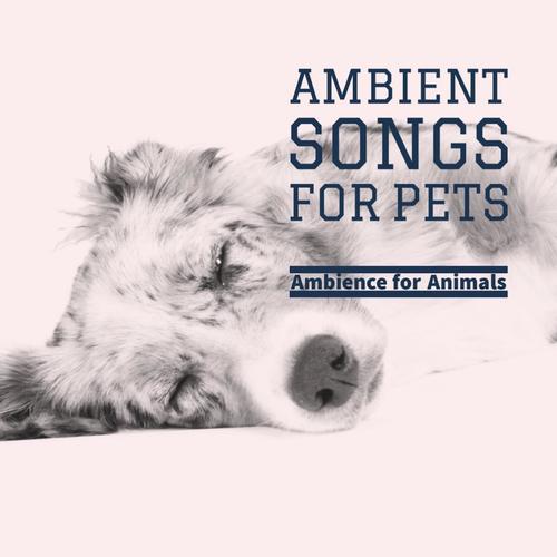 Ambient Songs for Pets
