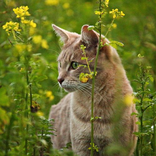 Jazz Piano Serenity for Whiskered Cat Wanderer_poster_image