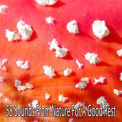 58 Sounds From Nature For A Good Rest