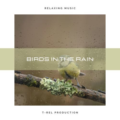 Birds in The Rain