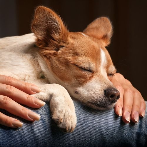 Felicidad Del Perro De Relajación Profunda cover art