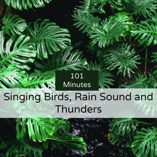 101 Minutes Singing Birds, Rain Sound and Thunders_poster_image