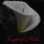 14 Droplets Of Calm