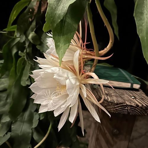 Piano Concerto No. 2 in G sharp minor Part III