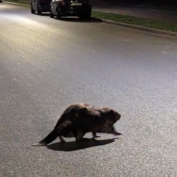 The Ever-Increasing Quality of the Night