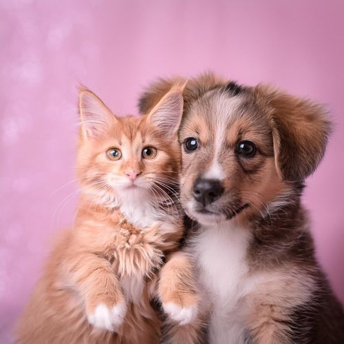 Armonías Para Mascotas Con Lofi: Sonidos Calmantes Para Compañeros