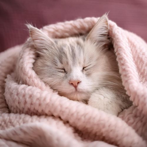 Quietud Para Gatos Somnolientos cover art