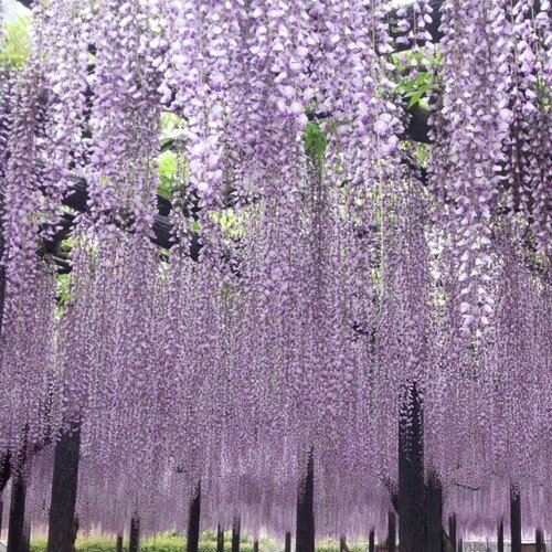 僕の昭和な君との歌