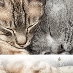 Sons Chill Out Hygge de la Forêt