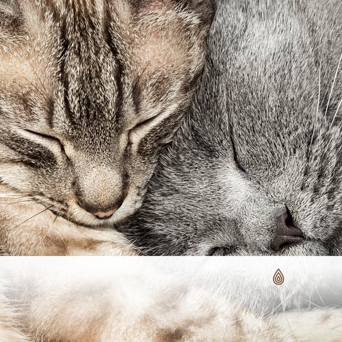 Soirées berceuses pour chats : Vibrations du sommeil