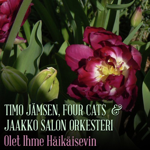 Olet Ihme Häikäisevin