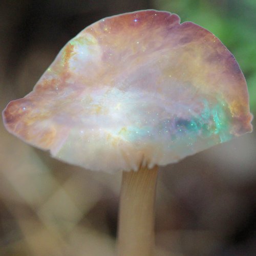 Fly Agaric cover art