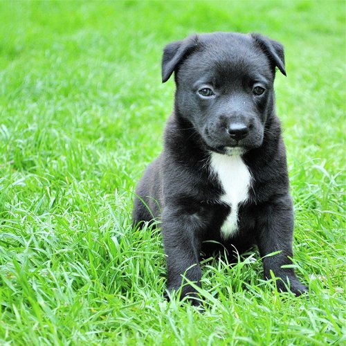 100 Calming Melodies for Dog Stress Relief