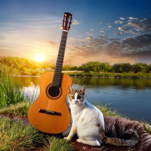 Feline Flow: Gentle Guitar and Soothing Water Sounds