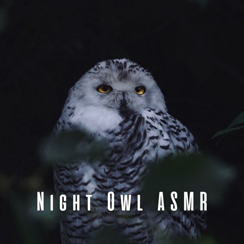 Night Owl ASMR_poster_image