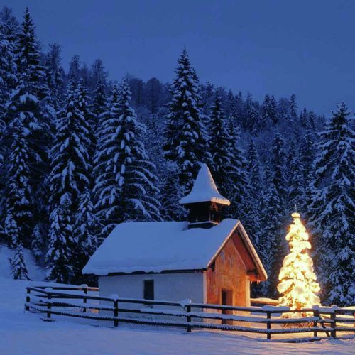 叮咚鸡大狗叫 (核酸神曲)