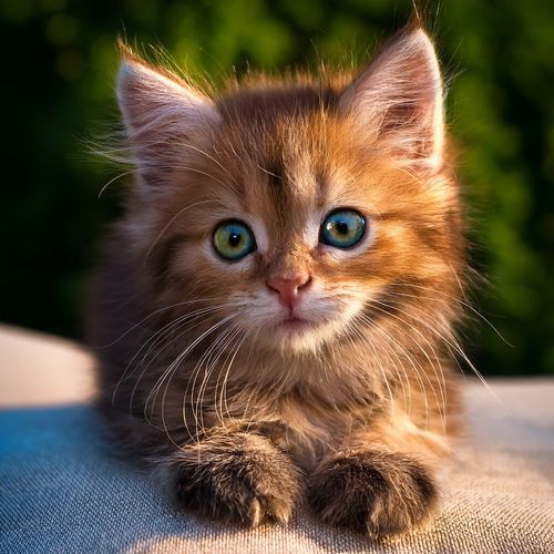 Música De Guitarra Para Gatos Y Patitas Tranquilas Al Sol