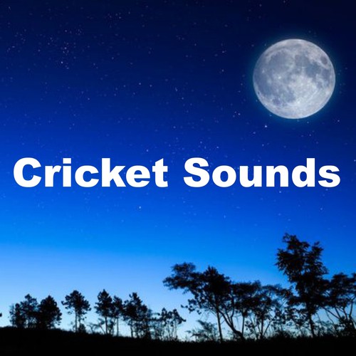  Cricket Sounds