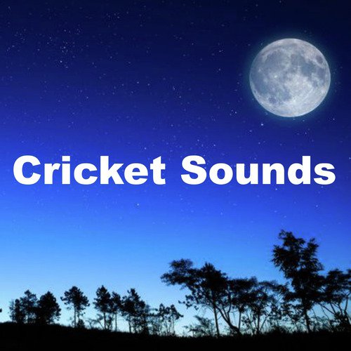 Cricket Sounds At Sunset