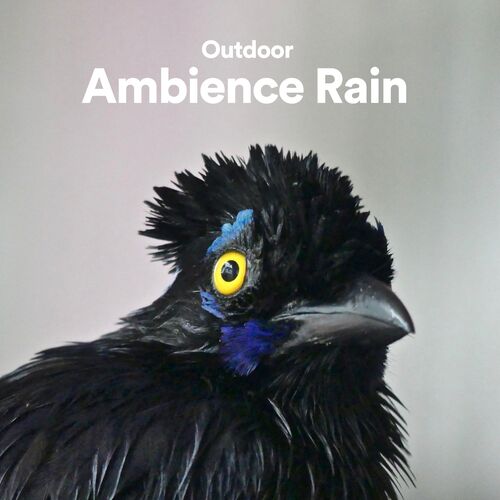 Raindrops Sleep cover art