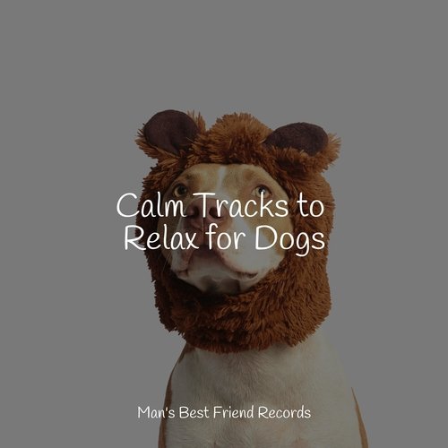 Calm Tracks to Relax for Dogs