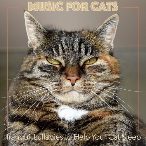 Music for Cats: Tranquil Lullabies to Help Your Cat Sleep