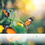 Matinée Brésilienne dans les Montagnes