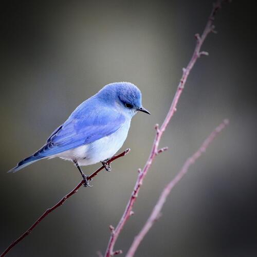 Sound of Birds Singing to Help Relax and Feel Good