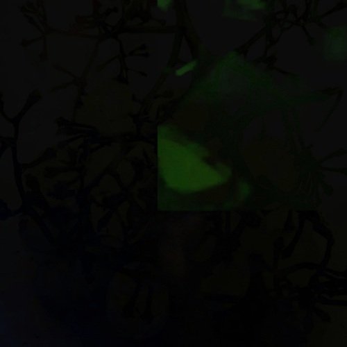 Marshall cover art