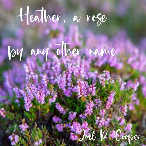 Heather, a rose by any other name cover art