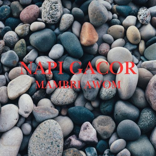 Napi Gacor