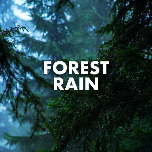 Forest Rain_poster_image