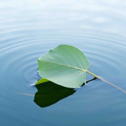 Sopro de Quietude cover art