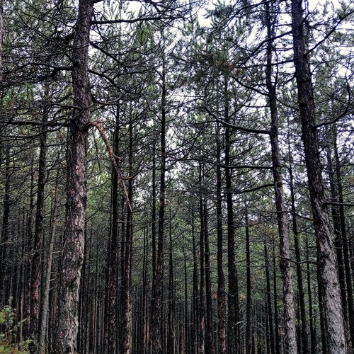 Hissing Wind Through Pine Cones (Sound for Relaxation) cover art