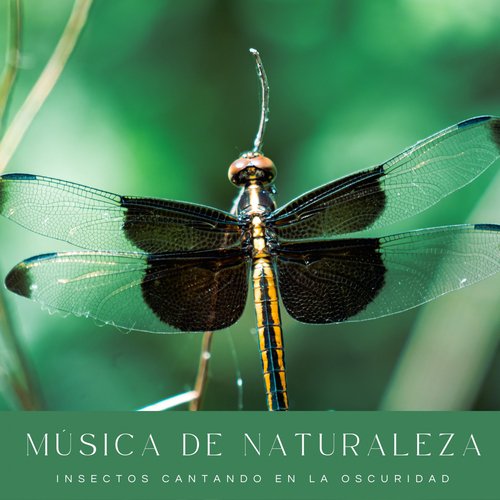 Sonidos Pacíficos cover art