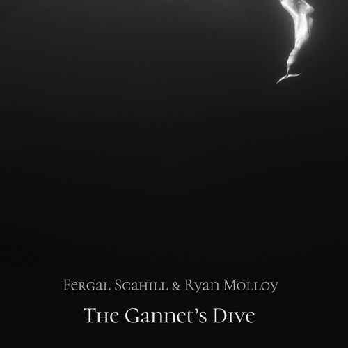 The Gannet's Dive