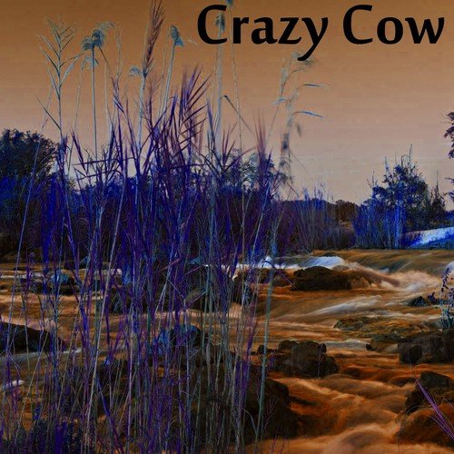 Crazy Cow