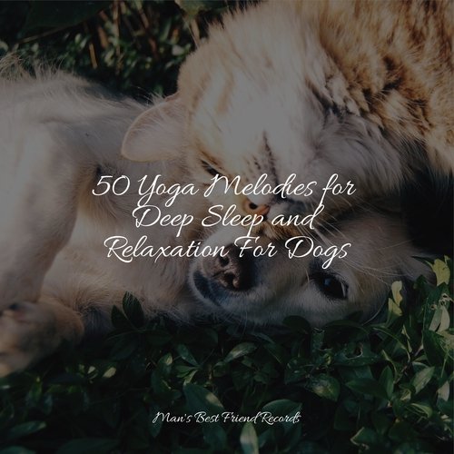 50 Yoga Melodies for Deep Sleep and Relaxation For Dogs_poster_image