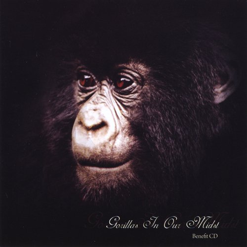 Gorillas in Our Midst CD & DVD