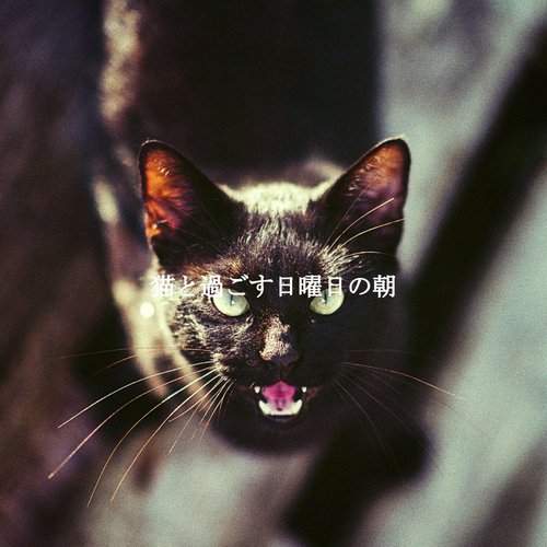 Sumptuous Moods for NYC Coffeeshops