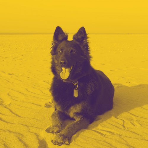Deluxe Music for Calming Dogs cover art