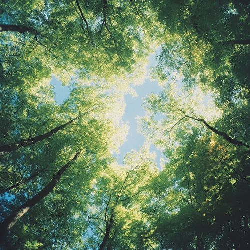 Glass Skies (Forest)