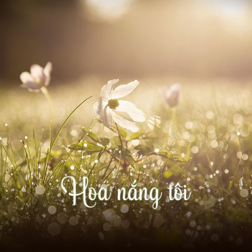 Hoa Nắng Tôi