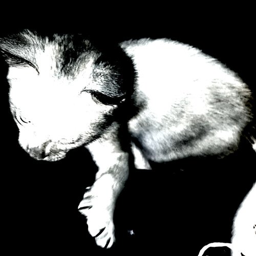 noir cover art