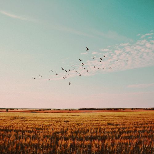 Wings (Compilation)
