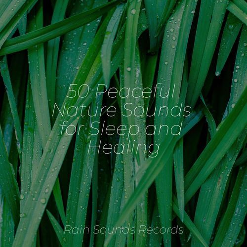 50 Peaceful Nature Sounds for Sleep and Healing_poster_image