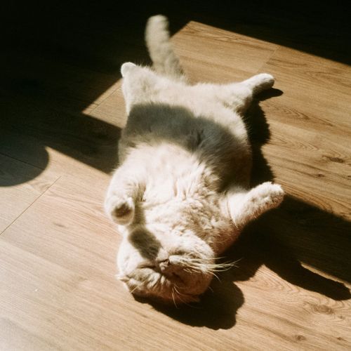 meow