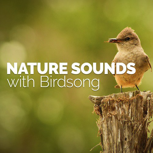 Nature Sounds with Birdsong